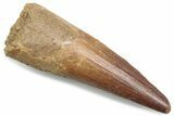 Fossil Spinosaurus Tooth - Real Dinosaur Tooth #381067-1